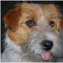 Les Mâles Jack Russel de l'élevage